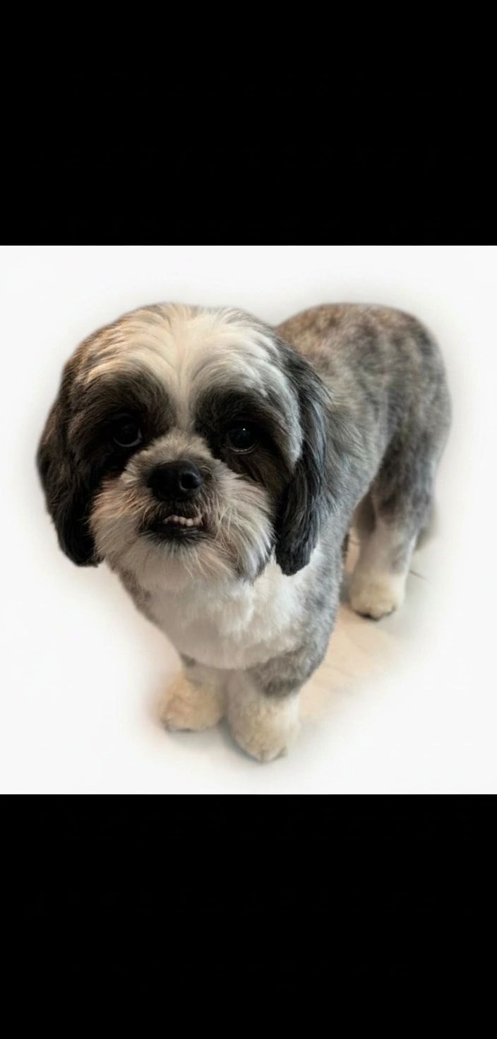 Groomed Shih Tzu