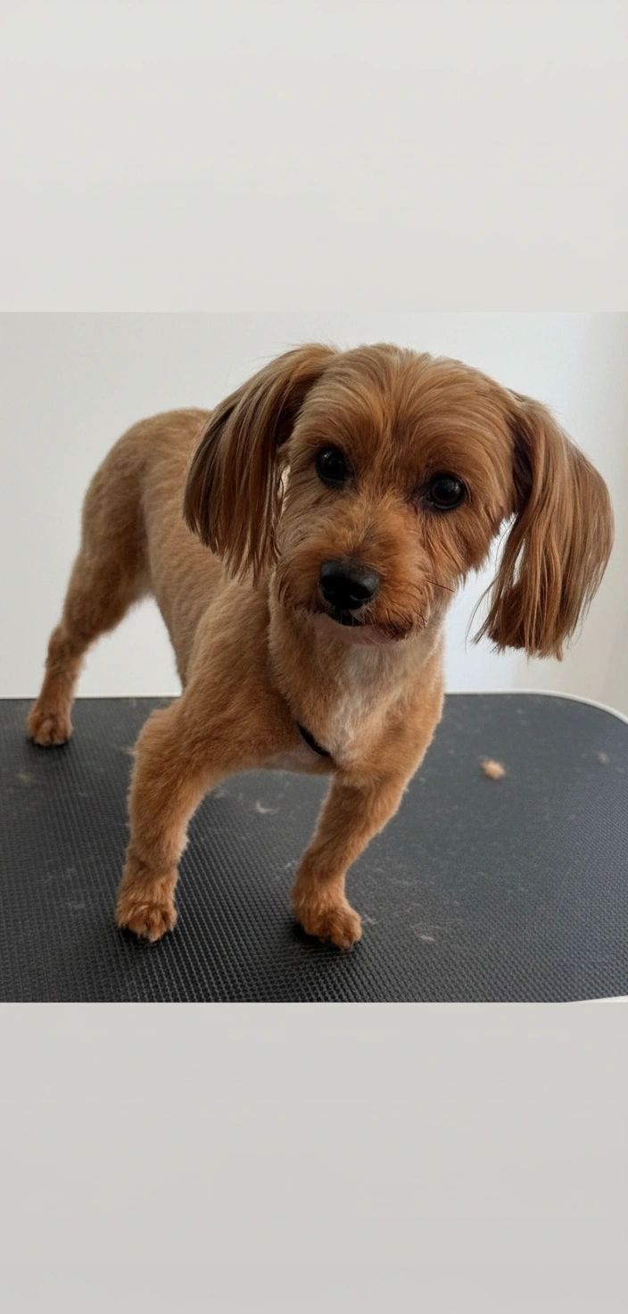 Freshly groomed Yorkie mix