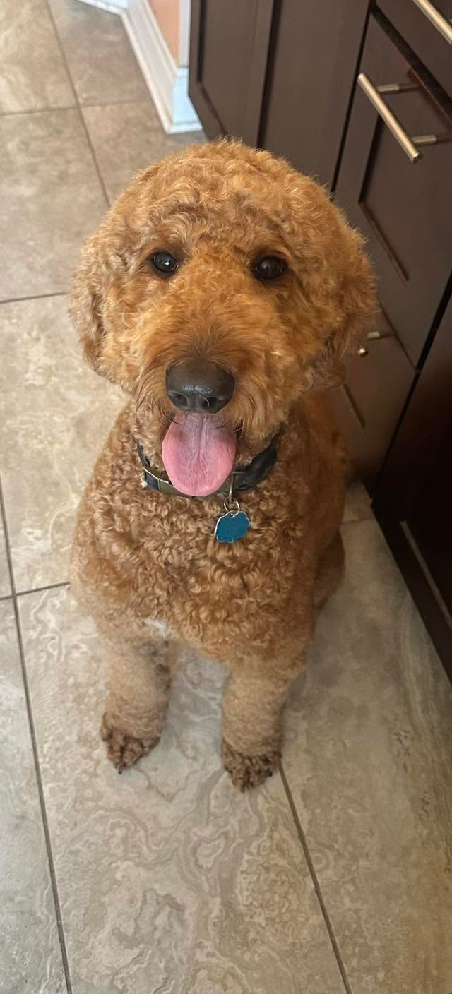 Goldendoodle with collar after groom