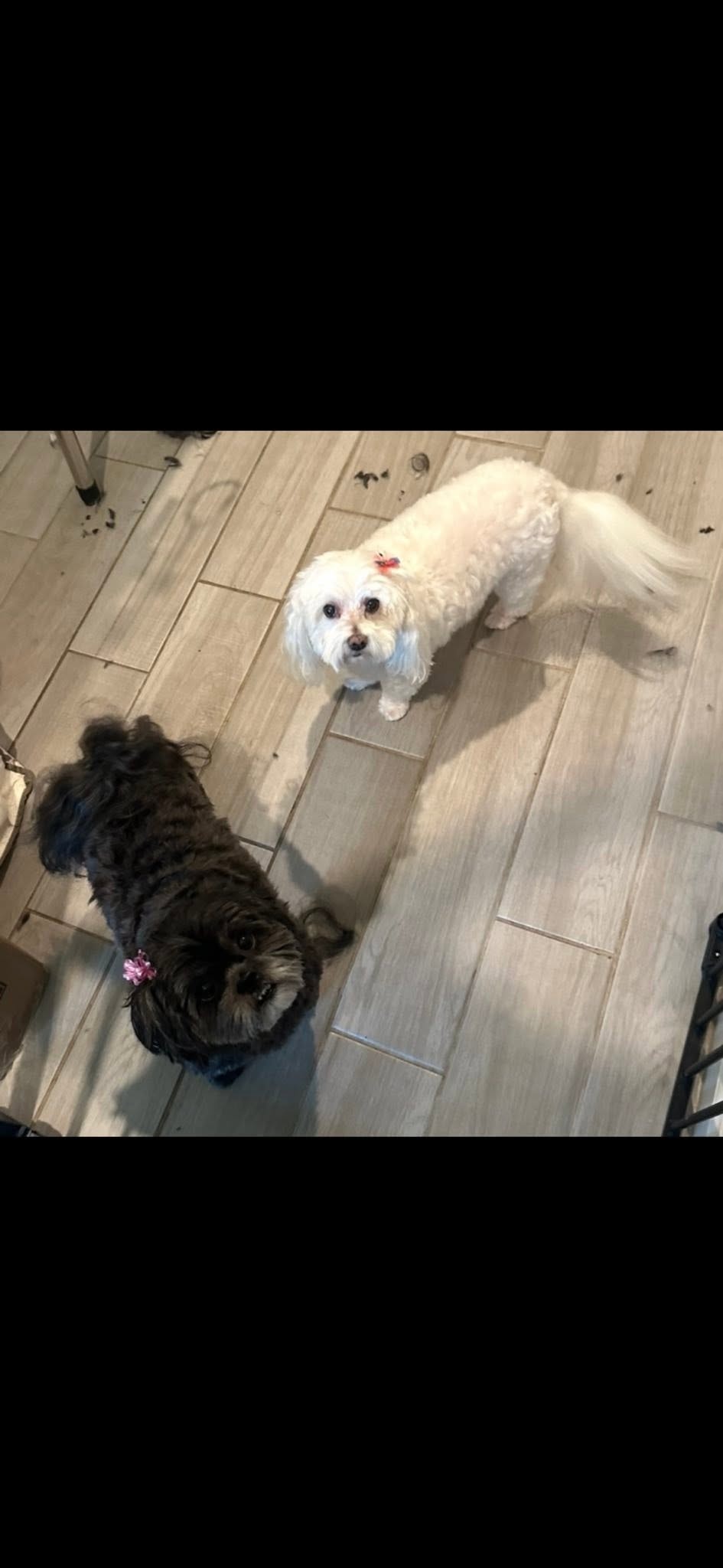 Client dog after grooming
