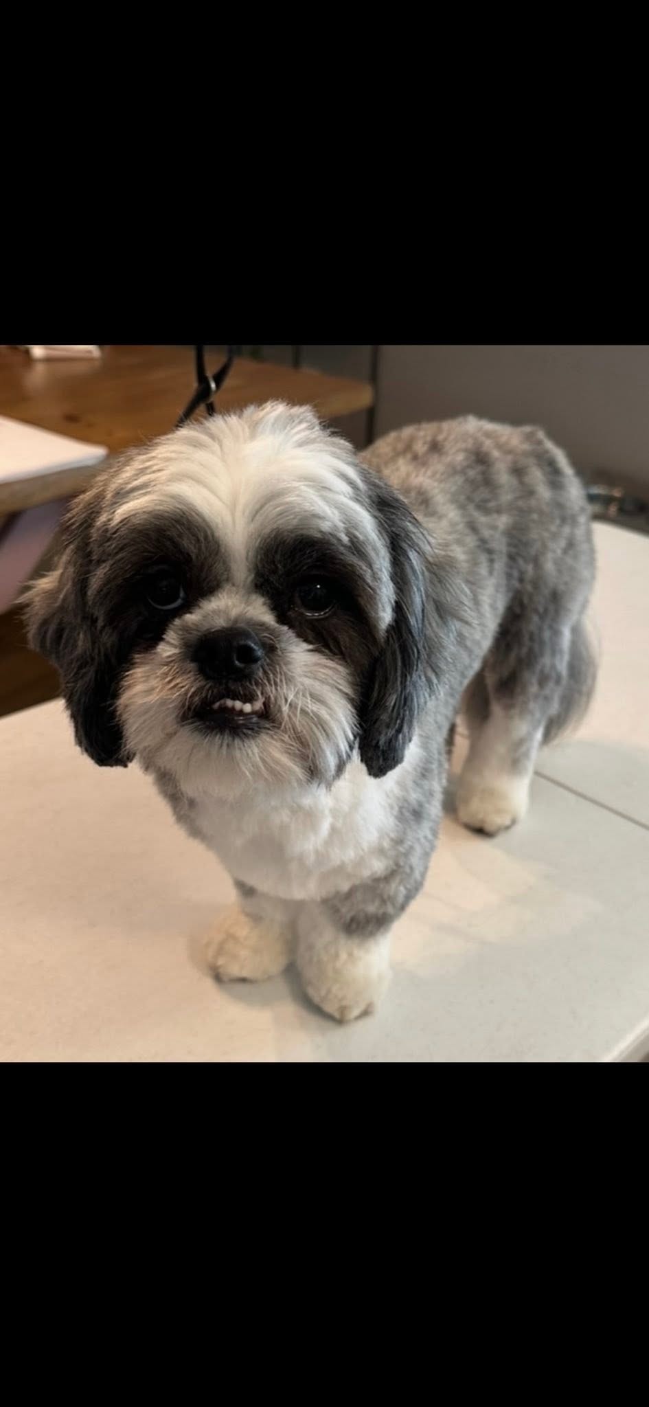 Client dog after grooming