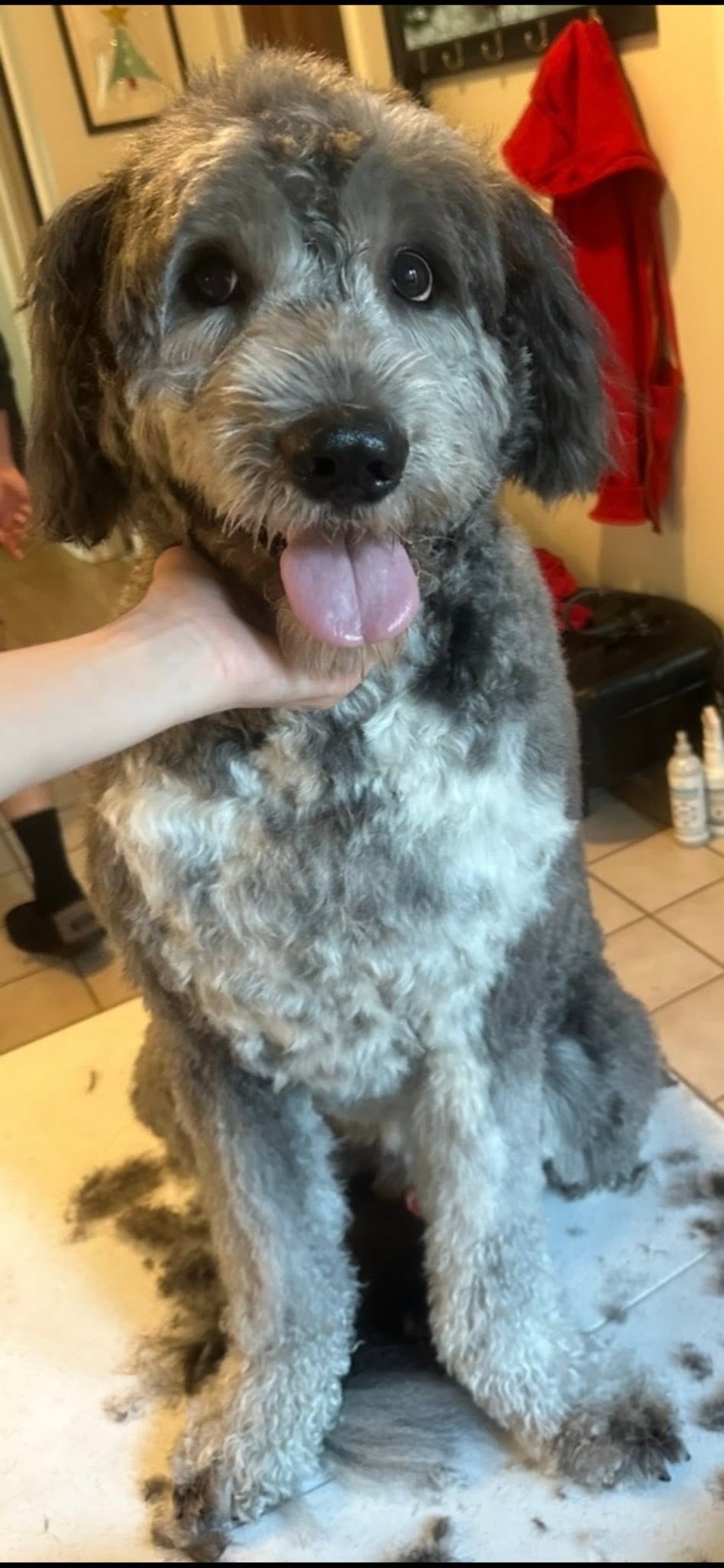 Client dog after grooming