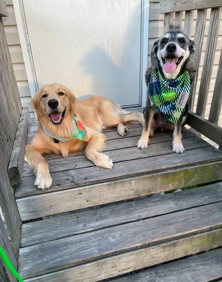 Client dog after grooming